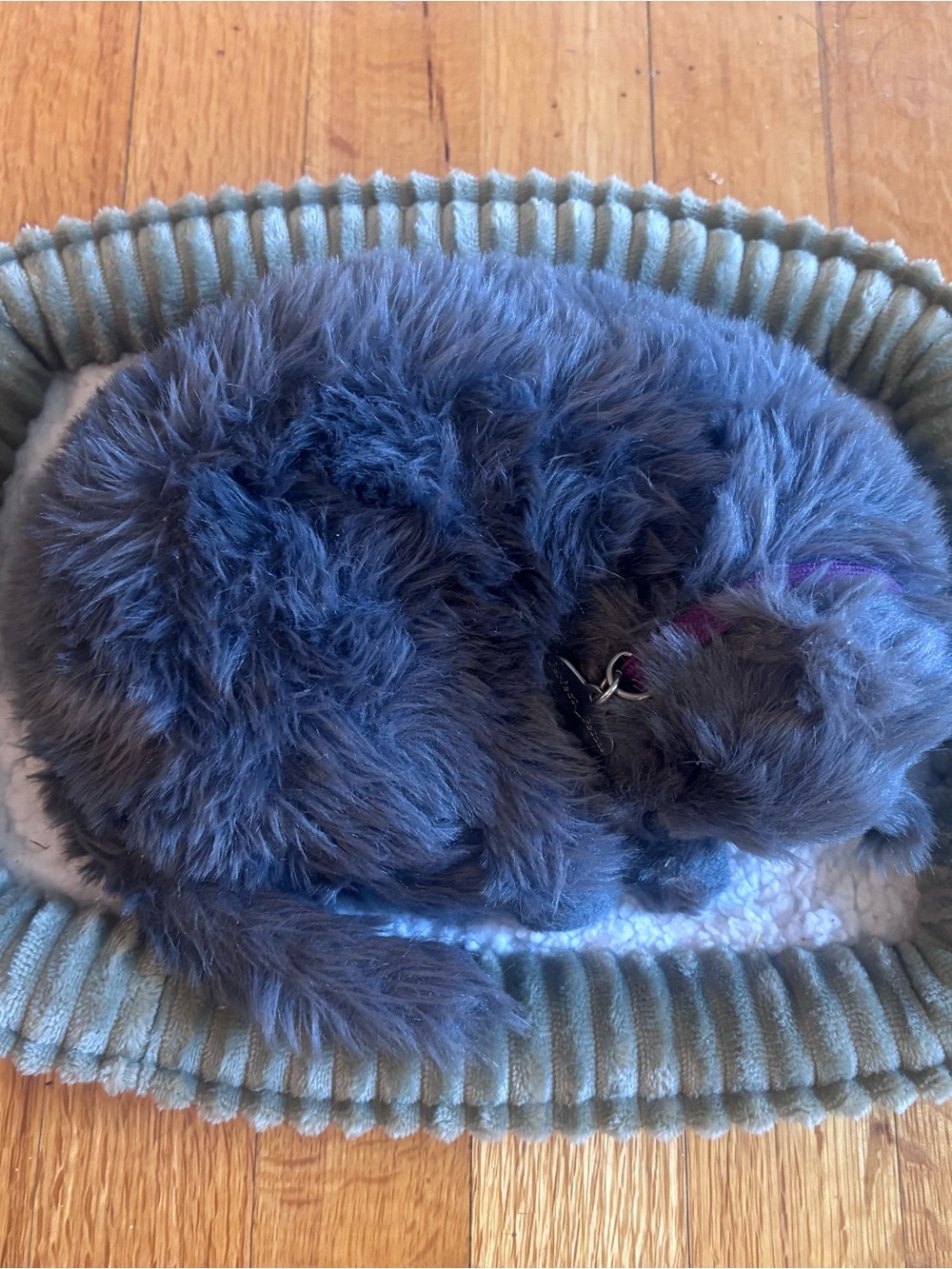 Perfect Petzzz - Plush Gray Faux Kitten & Bed